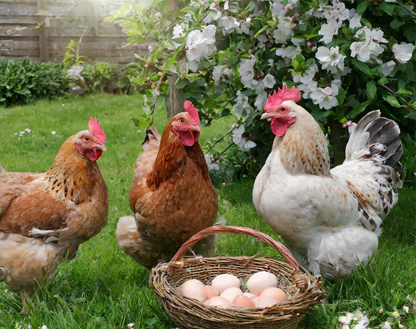 Maharashtra Declares 'Alert Zone' After Bird Flu Outbreak